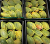 Alphonso Mango