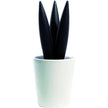 Legnoart - Cereus Trivet With Porcelain Bowl - Black