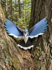 Blue Jay