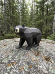 Black Bear