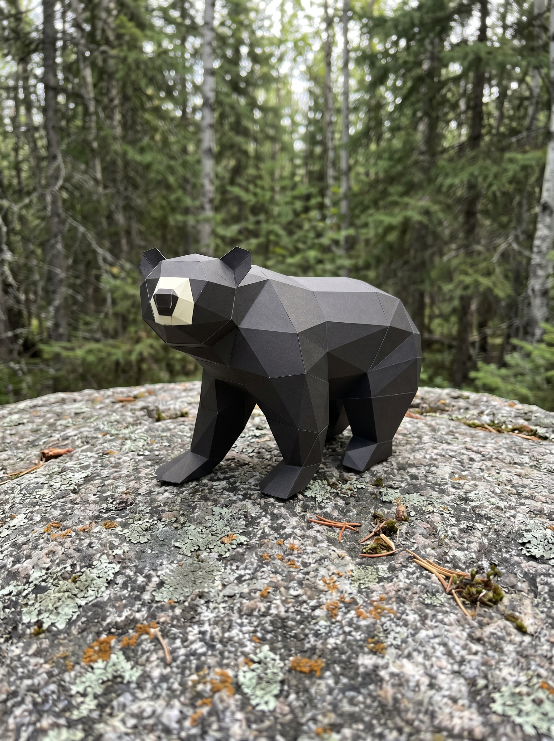 Black Bear