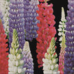 Lupin Mix