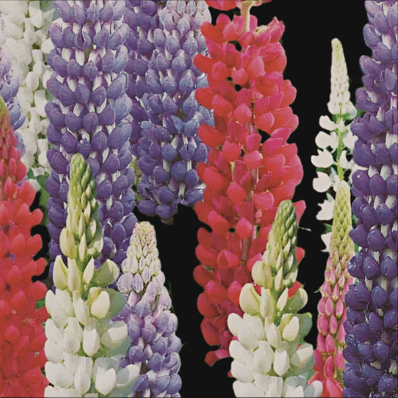 Lupin Mix