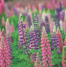 Lupin Mix