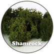 Premium Reindeer Moss Bag