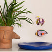 Marine Angelfish
