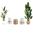 Maza Artificial Bird Of Paradise Potted Plant (Multiple Sizes)