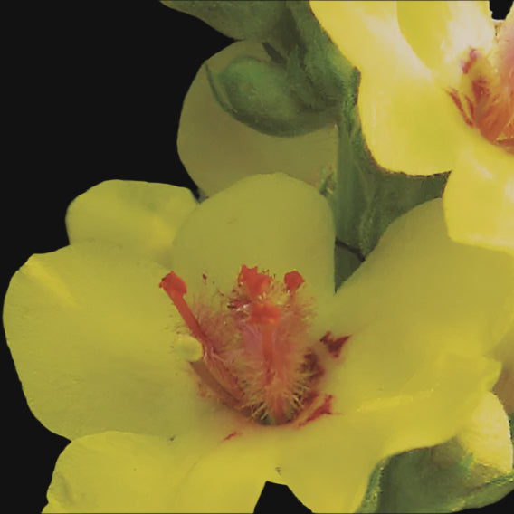 Mullein