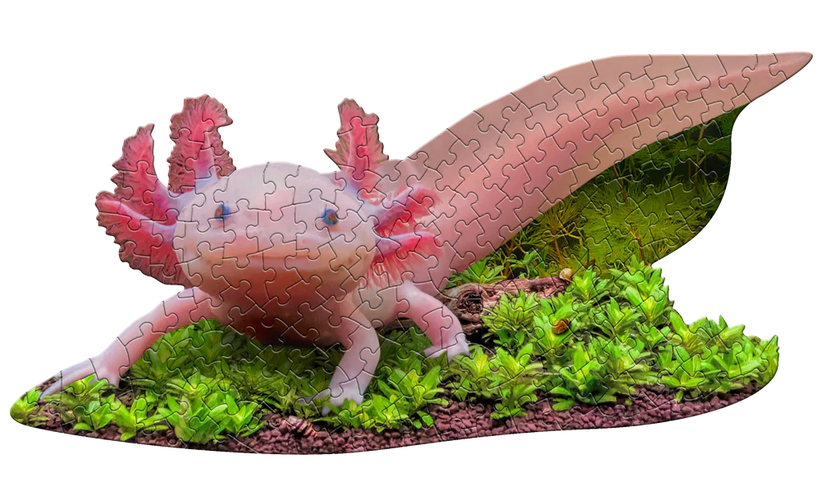 Madd Capp Puzzles - I Am Lil' Axolotl (100 Pc)