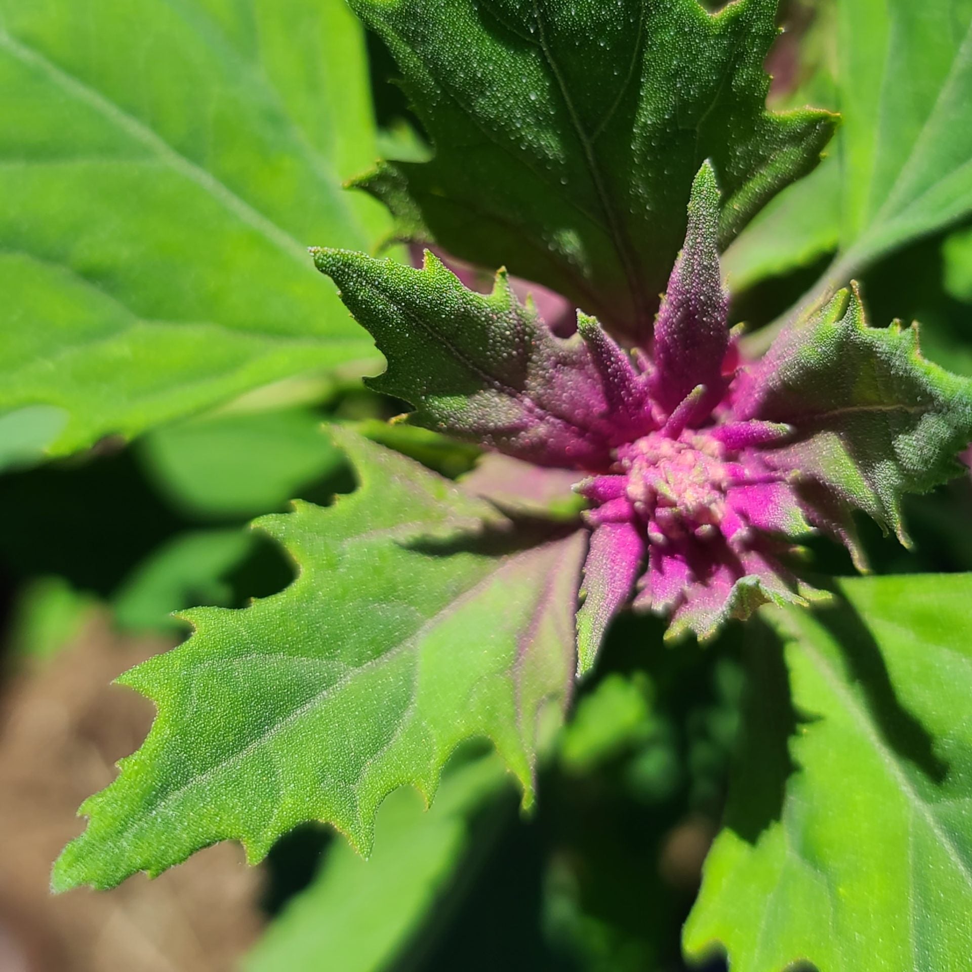 Magenta Spreen