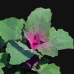 Magenta Spreen