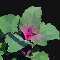Magenta Spreen