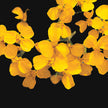 Mexican Mint Marigold