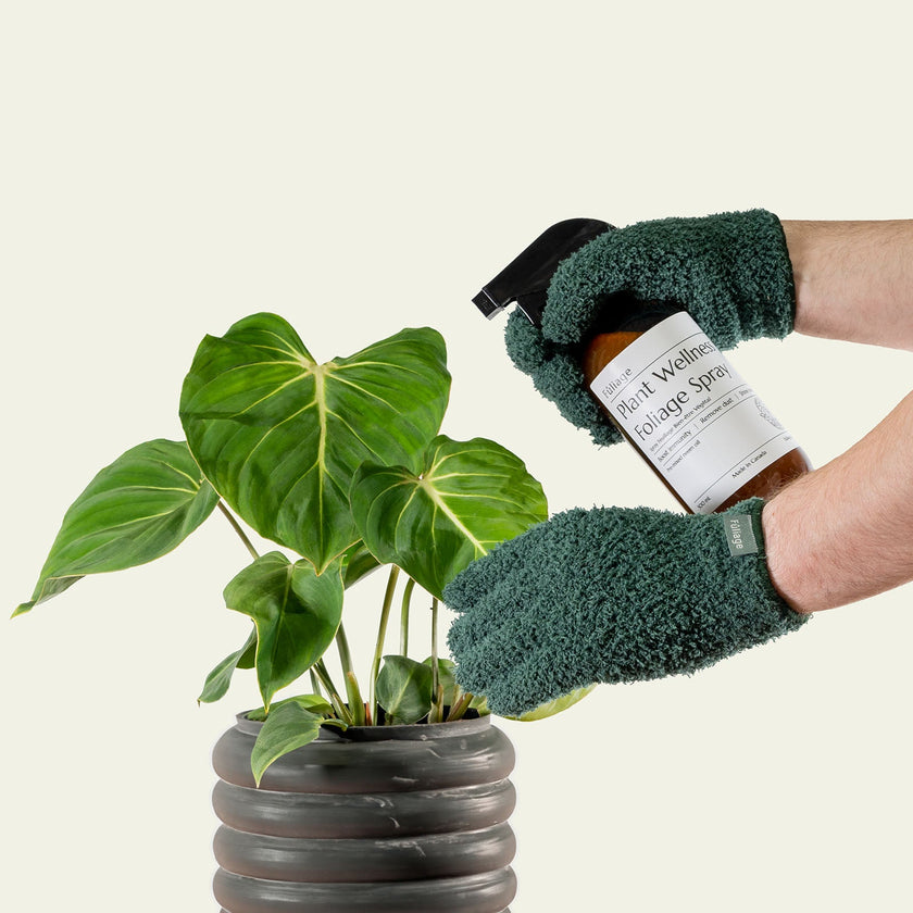 Complete Plant Care Trio