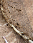 Medicinal Peppermint Rootstock