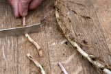 Apple Mint Rootstock