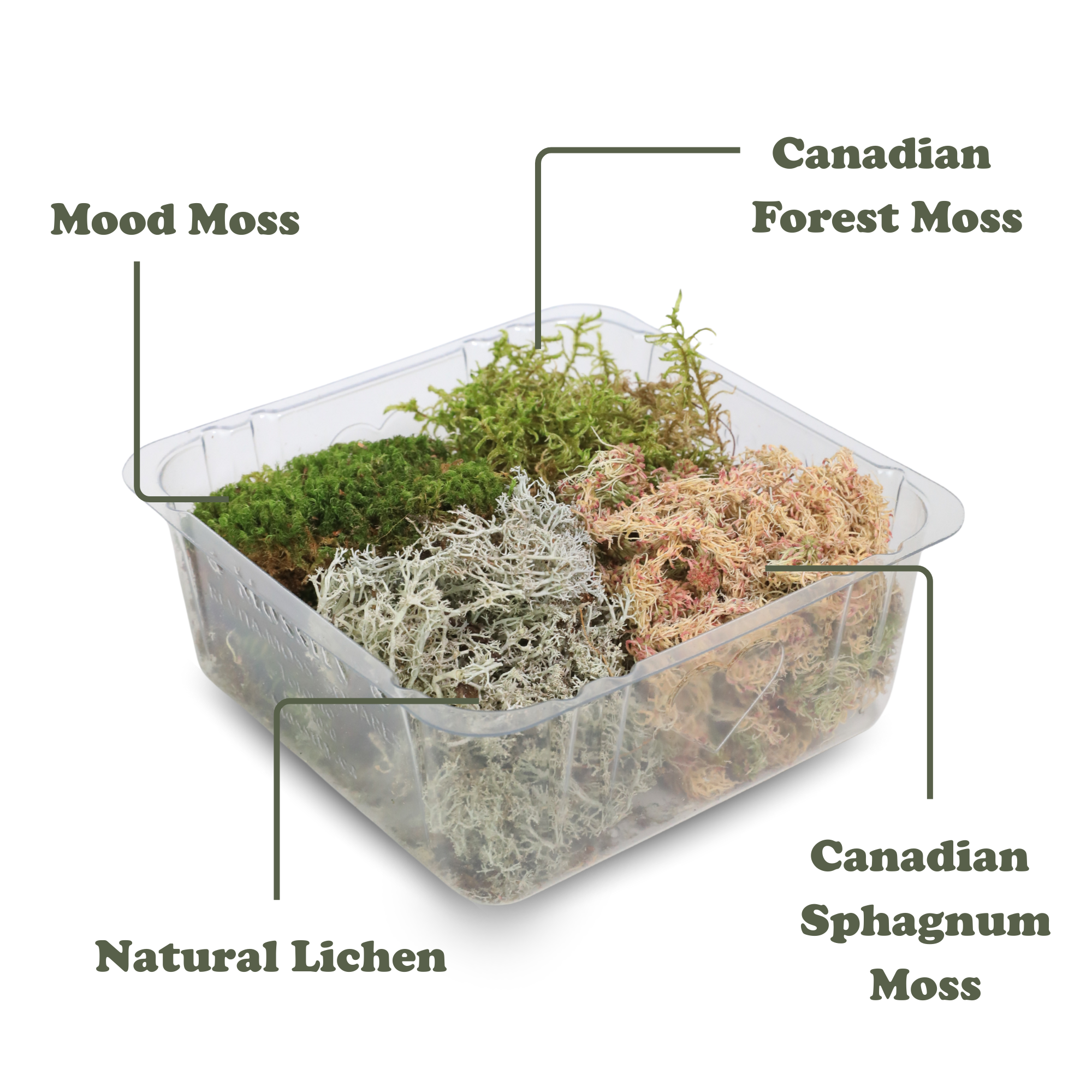 Revita-Moss™ Mixed Pack