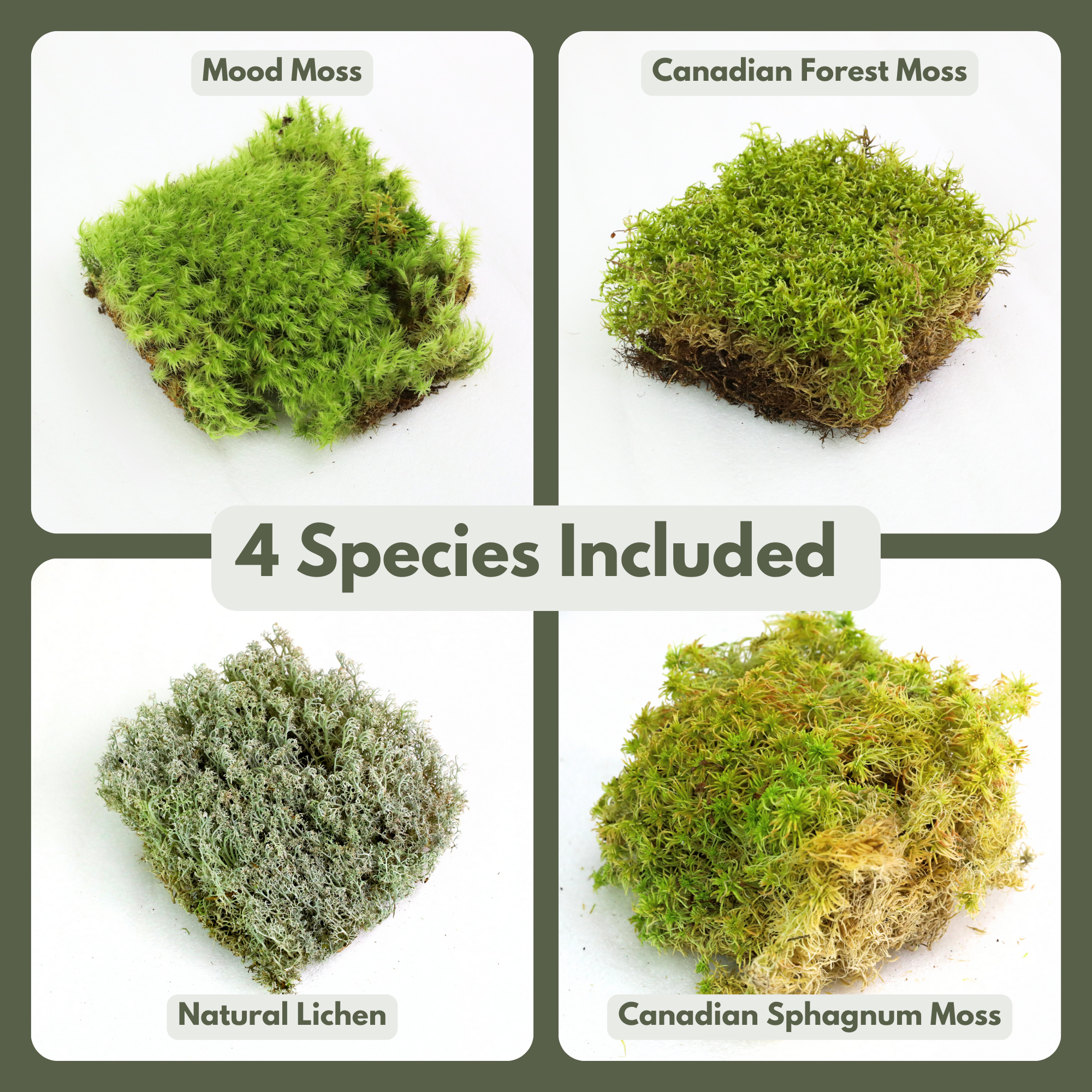 Revita-Moss™ Mixed Pack