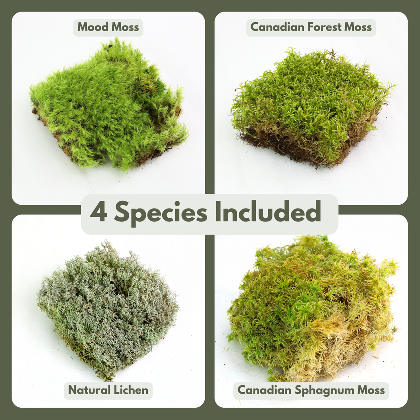 Revita-Moss™ Mixed Pack
