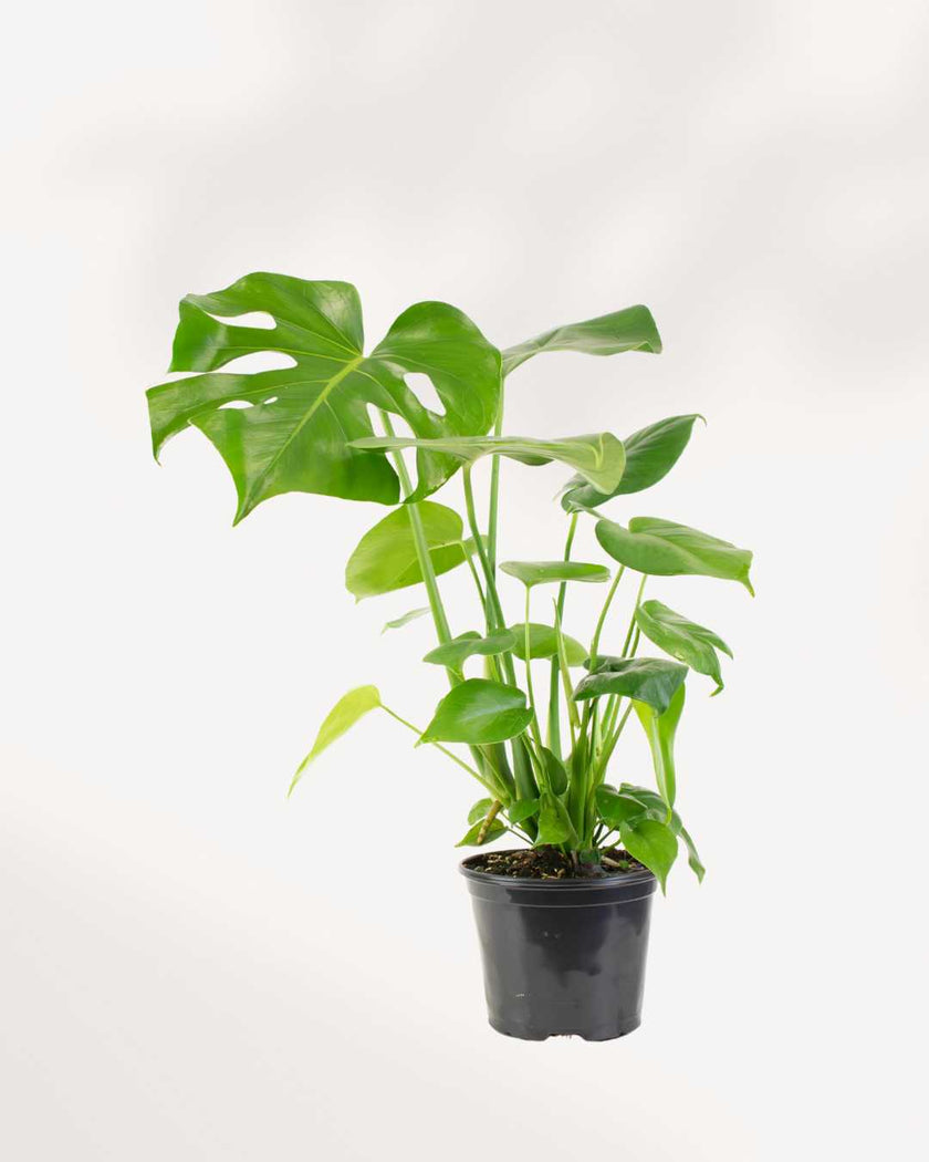 Monstera Deliciosa - Swiss Cheese Plant Deliciosa