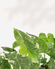 Monstera Thai Constellation