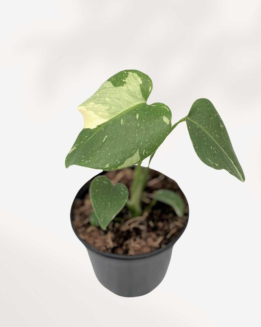 Monstera Thai Constellation