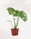 Monstera Thai Constellation