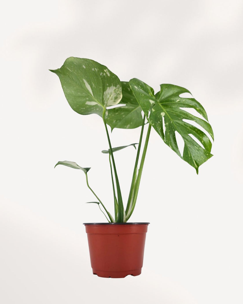 Monstera Thai Constellation