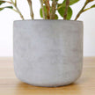 Moralilo Potted Faux Watercress Plant