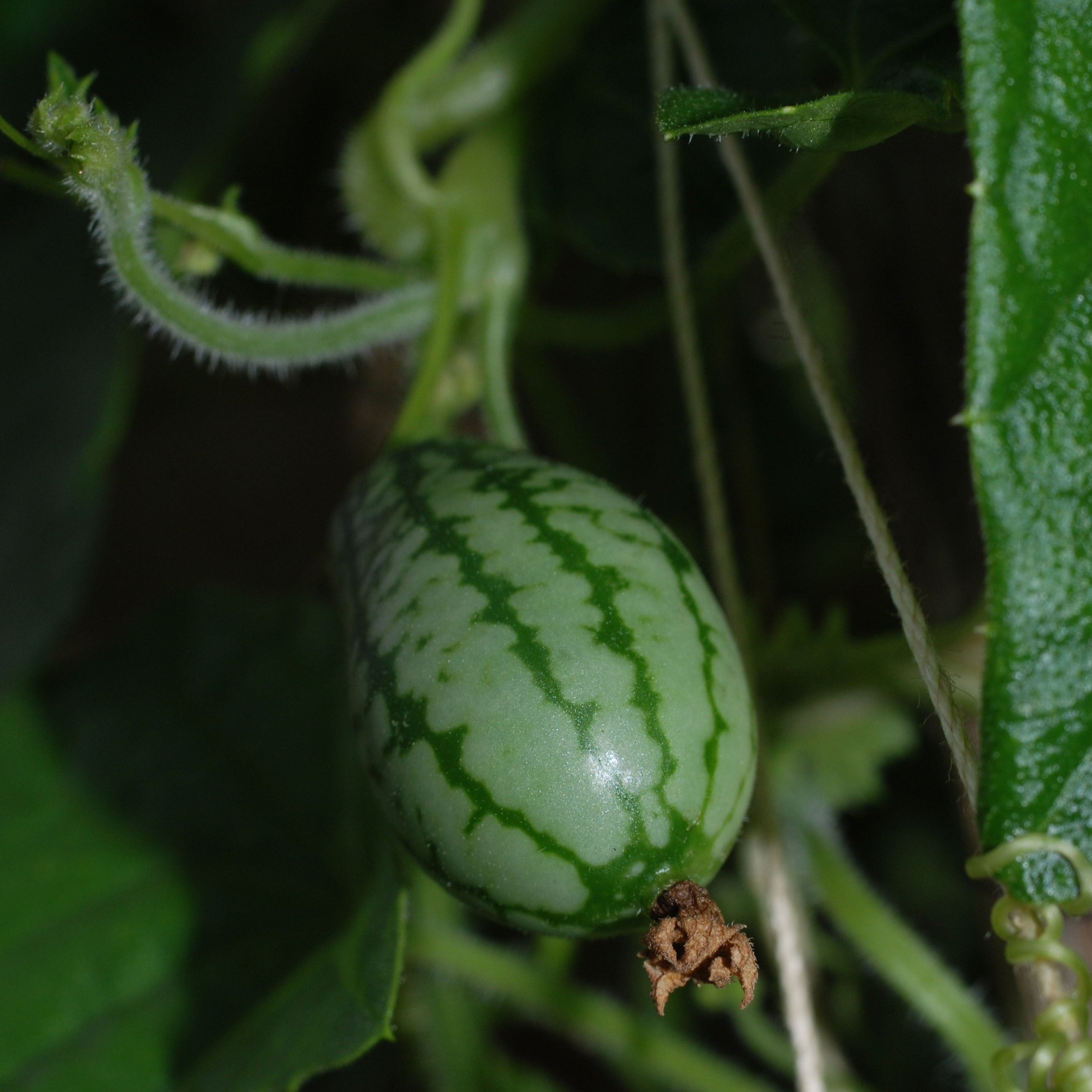 Mouse Melon Cucumber