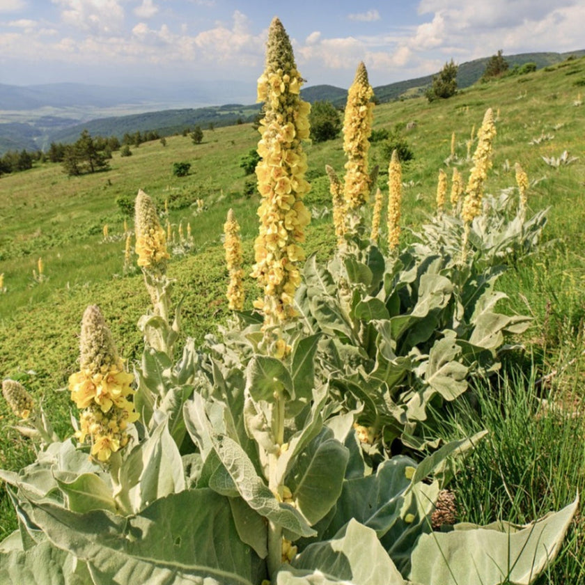 Mullein