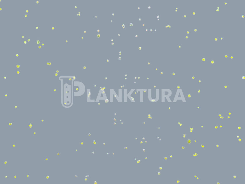 Nannochloropsis Live Phytoplankton - Coral Shots