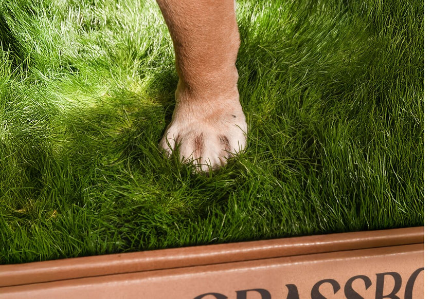 GrassBox