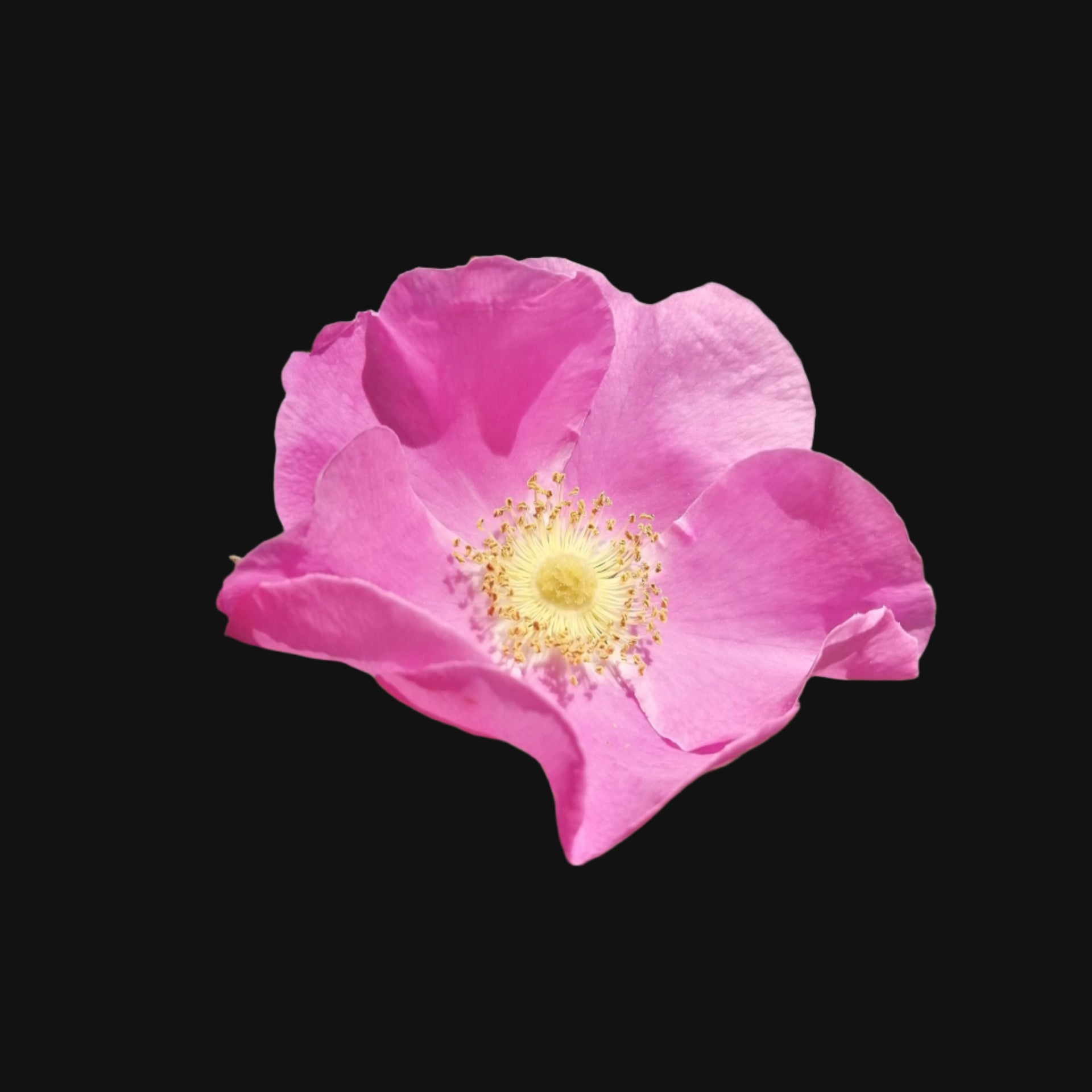 Nootka Rose