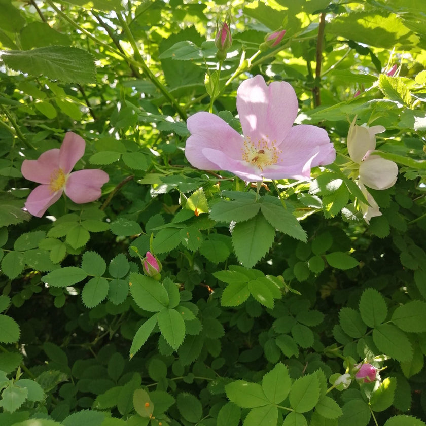 Nootka Rose