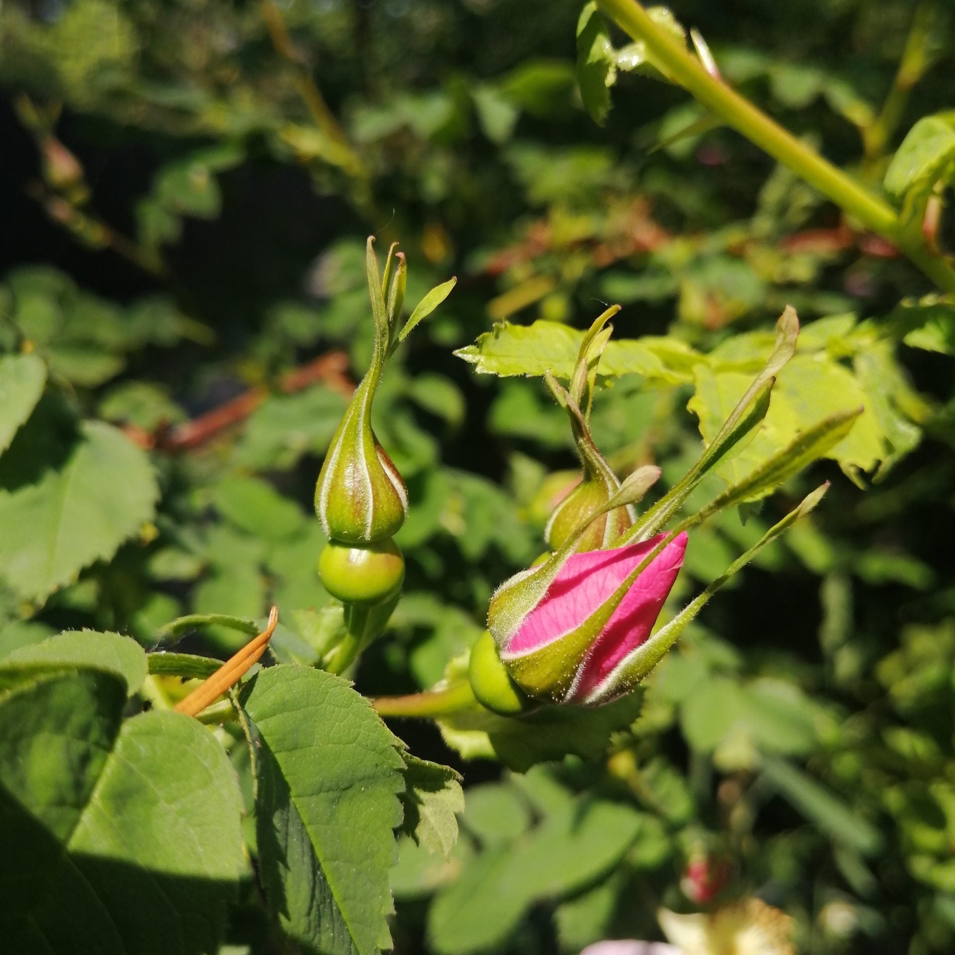 Nootka Rose