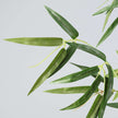 Osos Artificial Korea Bamboo Potted Plant (Multiple Sizes)