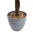 Oxford Faux Potted Boxwood Topiary Plant 3'