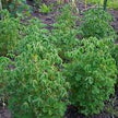 Oca (New Zealand Yam)