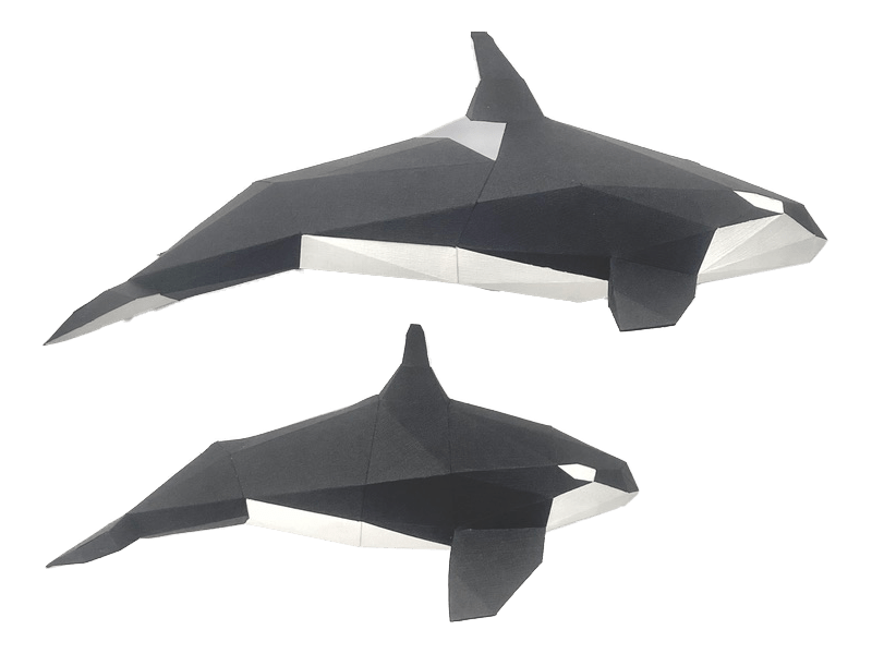 Orca Family