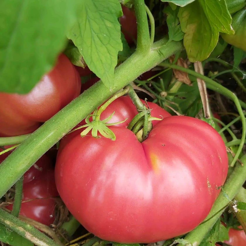 Oxheart Tomato