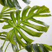 Pablo Artificial Monstera Potted Plant 10'