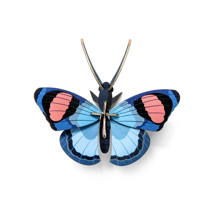 Peacock Butterfly