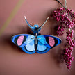 Peacock Butterfly