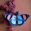 Peacock Butterfly