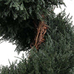 Perth Faux Potted Spiral Boxwood Topiary Plant (Multiple Sizes)