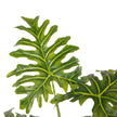 Philo Artificial Philodendron Potted Plant 39''
