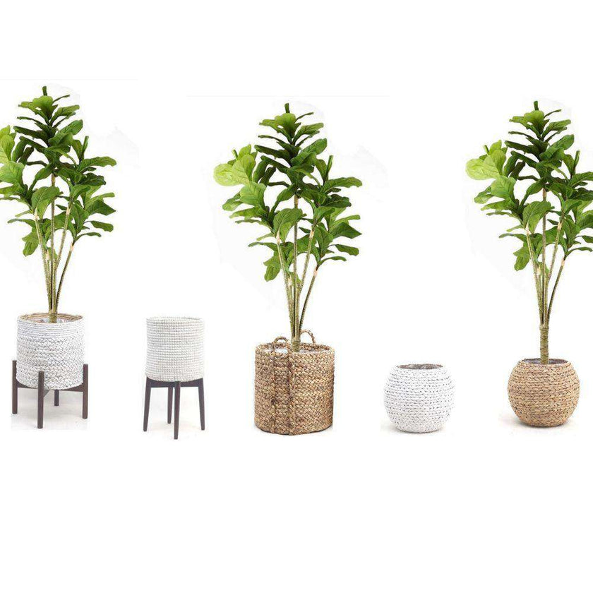 Piña Artificial Fiddle Leaf Potted Plant 5'
