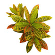 Pinto Artificial Crotons Potted Plant 22
