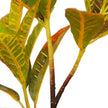 Pinto Artificial Crotons Potted Plant 22